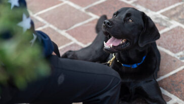 Canine Companions Service Dog.jpg